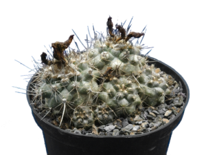 Copiapoa humilis