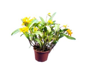 Cattleya sp.
