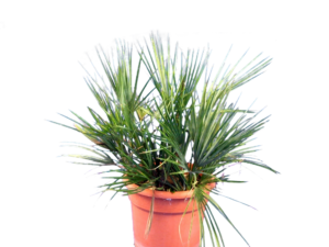 Chamerops humilis