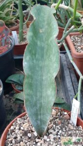 Sansevieria sp.