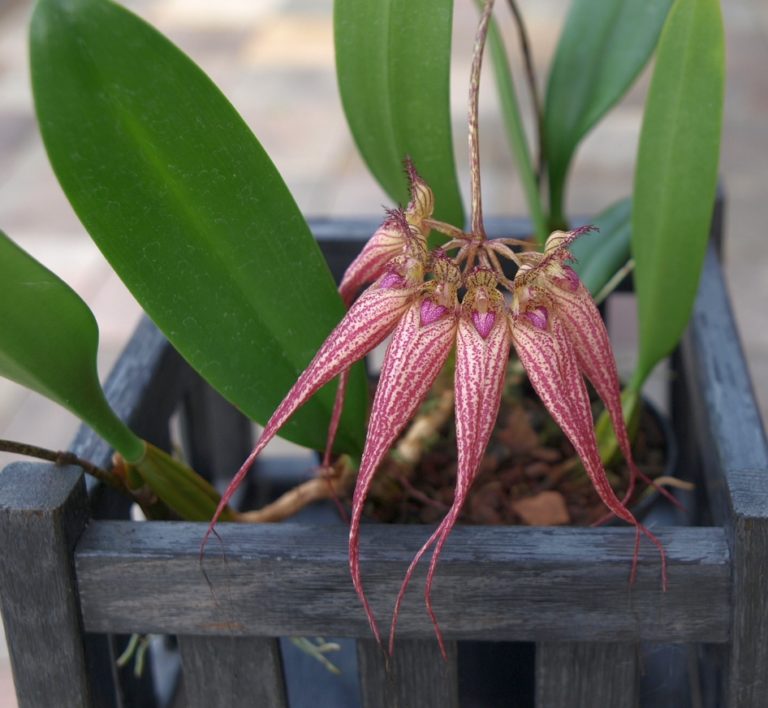 Bulbophyllum Elizabeth Ann Buckleberry