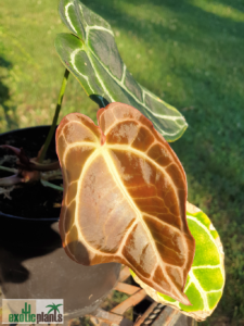 Anthurium crystallinum